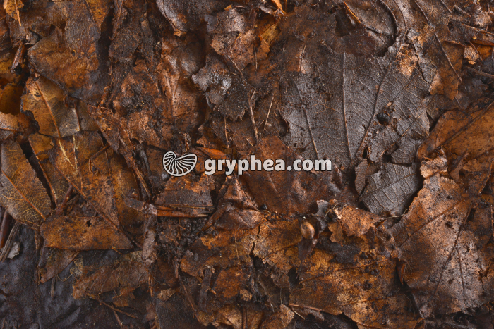 Feuilles de la litière en décomposition - gryphea.com